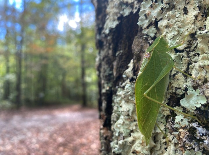 Lesser Angle-winged Katydid